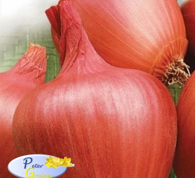 Onion Amphora 